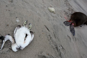 A dead sea bird lays beside a dead sea lion on the beach at Punta Bermeja