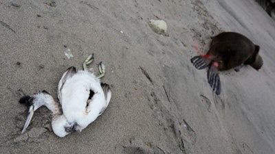 A dead sea bird lays beside a dead sea lion on the beach at Punta Bermeja