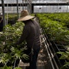 Workers tend to cannabis plants in a greenhouse in Carpinteria, Calif., April 12, 2018. California’s workplace regulators passed rules that would protect indoor workers from extreme heat.