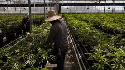 Workers tend to cannabis plants in a greenhouse in Carpinteria, Calif., April 12, 2018. California’s workplace regulators passed rules that would protect indoor workers from extreme heat.
