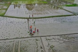 Indian agricultural workers plant paddy saplings at a field after monsoon rains on the outskirts of Lucknow, India.