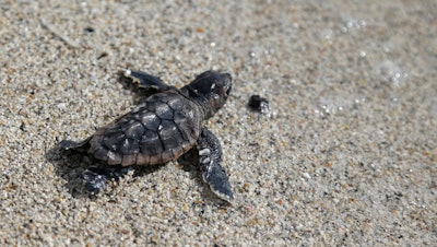 A loggerhead sea turtle hatchling makes its way into the ocean along Haulover Beach in Miami.