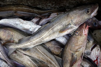 Cod fill a box on a trawler off the coast of Hampton Beach, N.H.
