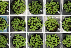 Japanese mustards spinach grown in two inorganic nitrogen fertilizers (C1 and C2), and the biomass fertilizer at 1, 2, and 4 times the amount of nitrogen.