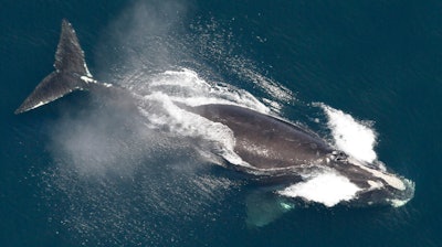 A North Atlantic right whale in the waters off New England, May 25, 2024.
