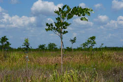Young pongamia trees grow in a grove in St. Lucie County, Fla.