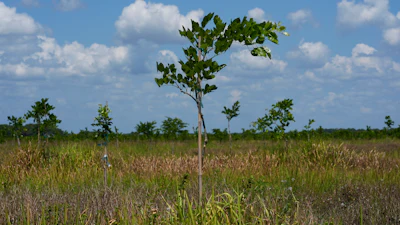 Young pongamia trees grow in a grove in St. Lucie County, Fla.