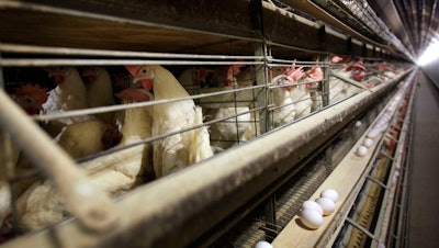 Chickens in their cages at an Iowa farm, Nov. 2009.