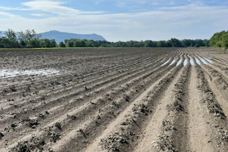 A flood-damaged potato field at Sparrow Arc Farm in Guildhall, Vt.
