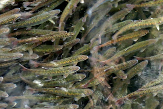 Juvenile coho salmon swim in a holding pond at the Cascade Fish Hatchery in Cascade Locks, Ore.