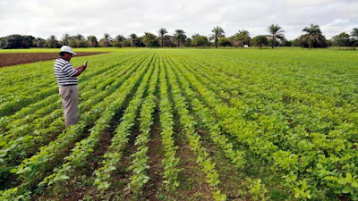 Soy bean production in Colombia's eastern plains.