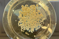 Fungus pellets in a petri dish.