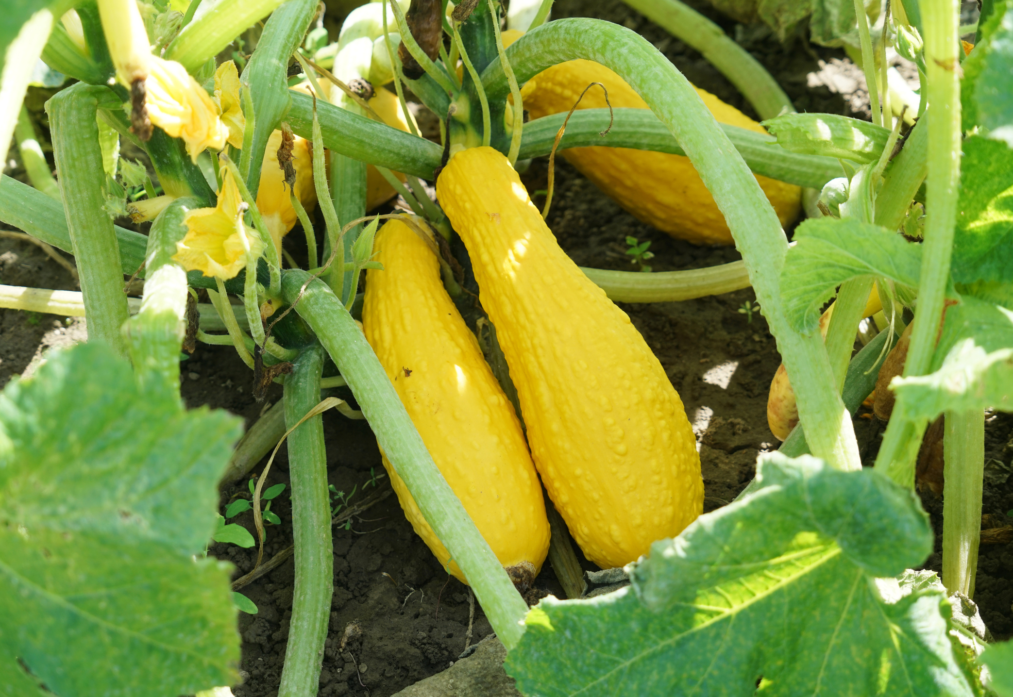 Yellow squash in field.