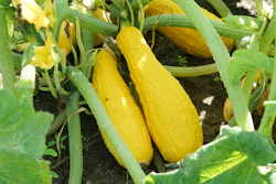 Yellow squash in field.