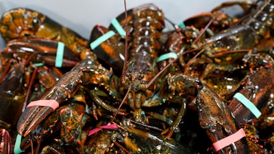Lobsters sit in a crate at a shipping facility in Arundel, Maine.
