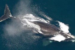 A North Atlantic right whale in the waters off New England, May 25, 2024.