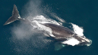 A North Atlantic right whale in the waters off New England, May 25, 2024.