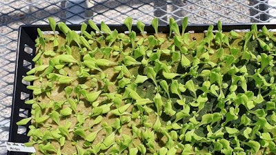 A rockwool substrate sheet with 14-day old lettuce seedlings is ready to be placed in the hydroponic deep water culture system.
