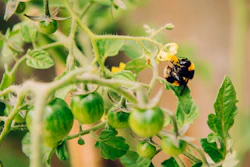 A bee pollinating a tomato plant.