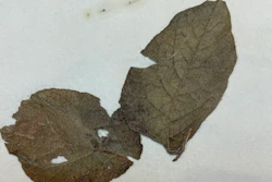 A historic potato plant specimen collected by David Moore from the National Botanic Garden in Glasnevin, Ireland, showing disease effects.