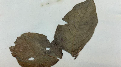A historic potato plant specimen collected by David Moore from the National Botanic Garden in Glasnevin, Ireland, showing disease effects.