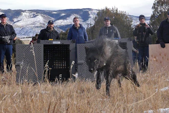 In this photo provided by Colorado Parks and Wildlife, wildlife officials release five gray wolves onto public land in Grand County, Colo.