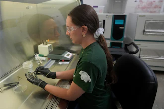 California Cultured lab technician Aubrey McKeand works on cell cultures in the company's lab in West Sacramento, Calif., Aug. 28, 2024.