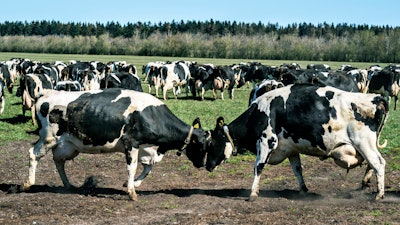 Dairy cows gather at Sommerbjerggaard after being released from stables near Them, Denmark, April 19, 2020.