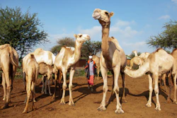Abdullahi Mohamud, a herder, looks after his camels near a water point in Lekiji Village, Laikipia County, Kenya, July 26, 2024.