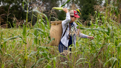 Lea Zeise, one of Ohe·laku's co-coordinators of the non-profit that works with the families planting crops, picks a cob of white corn in its early form known as green corn, during a harvest on the Oneida Nation Reservation.