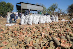 Workers load shells of the baobab fruits to be burnt and used as manure at a baobab factory in Mudzi, Zimbabwe, Aug. 23, 2024.