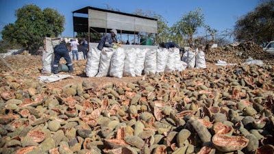 Workers load shells of the baobab fruits to be burnt and used as manure at a baobab factory in Mudzi, Zimbabwe, Aug. 23, 2024.
