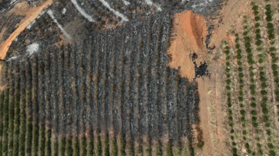 An aerial view of a coffee plantation consumed by wildfires in a rural area of Caconde, Sao Paulo state, Brazil.