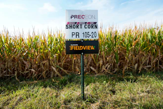 Short corn in one of farmer Cameron Sorgenfrey's fields, Wyoming, Iowa, Sept. 16, 2024.
