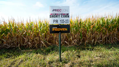 Short corn in one of farmer Cameron Sorgenfrey's fields, Wyoming, Iowa, Sept. 16, 2024.