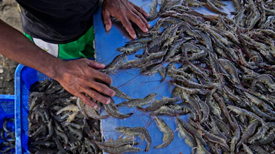 A worker sorts shrimps at a farm in Kebumen, Centra Java, Indonesia, Sept. 24, 2024.