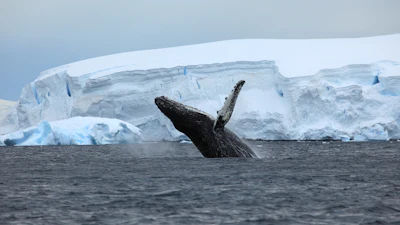 Humpback whale off the coast of Antarctica.