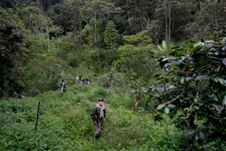 Lead ranger Sumini takes a break during a forest patrol in Damaran Baru, Indonesia, May 7, 2024.