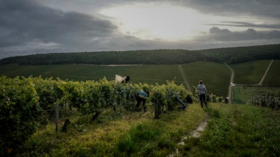 Grape-pickers harvests Chardonnay grapes at Domaine Lavantureux vineyards, in Chablis, Burgundy region, France.