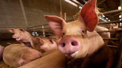 Pigs roam in a shed at Piggly farm, Pegognaga, Italy, Sept. 25, 2024.