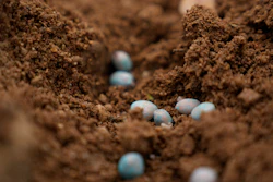 Fungicide-applied peanut seeds in Rayanpet, India, Sept. 25, 2024.