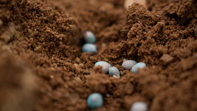 Fungicide-applied peanut seeds in Rayanpet, India, Sept. 25, 2024.