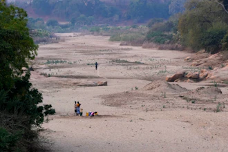 A women scoops water from a hole she has dug in a dried up riverbed, Lusitu, Zambia, Sept. 18, 2024.