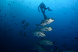 Bigeye trevally fish swim against the current at Wolf Island, Ecuador, in the Galapagos, June 10, 2024.