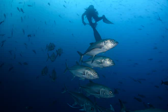 Bigeye trevally fish swim against the current at Wolf Island, Ecuador, in the Galapagos, June 10, 2024.