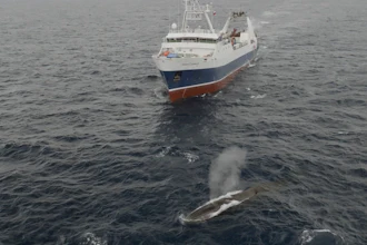 Aker Biomarine's Antarctic Endeavour krill fishing ship sails near a whale in the Southern Ocean, March 6, 2023.