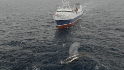 Aker Biomarine's Antarctic Endeavour krill fishing ship sails near a whale in the Southern Ocean, March 6, 2023.