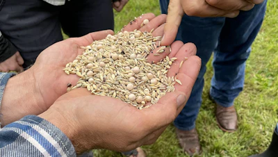 Cover crop seed mix.