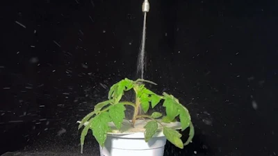 Low Res 101424 Watering Tomatoes Img