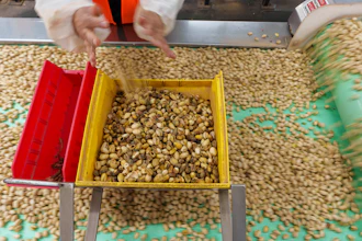 Pistachios are hand sorted at the Wonderful Pistachios & Almonds processing plant, Lost Hills, Calif., Oct. 25, 2024.